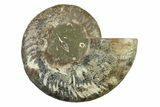 Cut & Polished Ammonite Fossil (Half) - Madagascar #341207-1